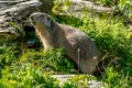 Cea mai veche epidemie de ciumă a fost descoperită în Siberia