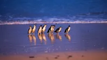 Paradă record a celor mai mici pinguini din lume, pe o plajă din Australia