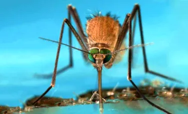 Ţânţarii creaţi în laborator ar putea fi eliberaţi în natură pentru uciderea insectelor purtătoare a unor virusuri periculoase precum Zika