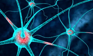 Cum ne putem multiplica foarte uşor numărul de neuroni