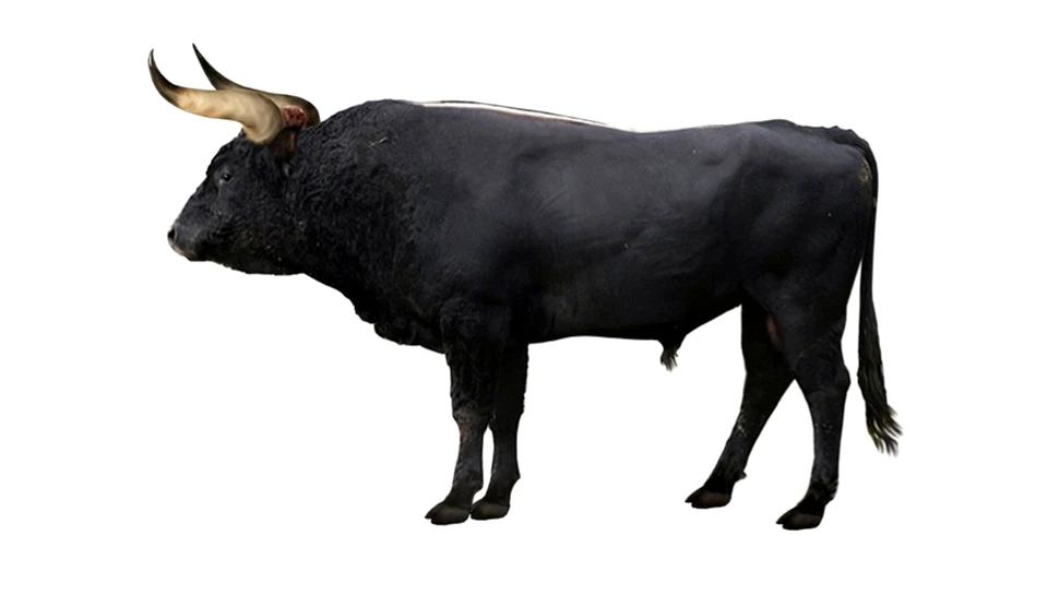 Bourul: simbolul dispărut al Moldovei