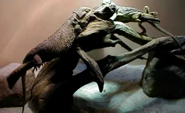 „Reptile Vii”- o noua expozitie a Muzeului „Grigore Antipa”