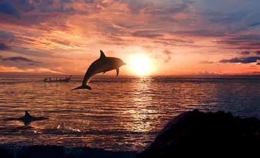 Delfinii continuă să ne uimească: studiile arată că ei sunt adevăraţi maeştrii ai imitaţiei (VIDEO)