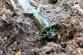O sabie găsită într-un mormânt din Epoca Bronzului din Germania încă mai strălucește