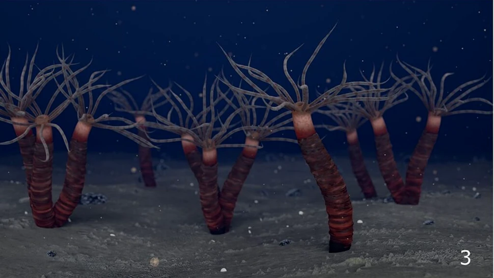 Cum arăta un strămoș al meduzelor de acum 450 de milioane de ani?