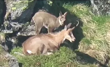 Imagini rare. Capre negre, filmate în timp ce își fac siesta în Munții Rodnei