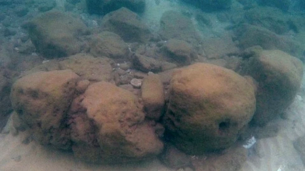 Un câine pierdut a fost găsit la 800 de km de casă, după ce a traversat marea cu un vapor