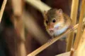 Un bărbat a descoperit că un șoarece „îi făcea curat în șopron”