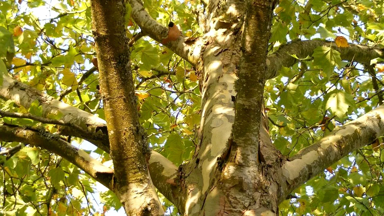 1-platan 