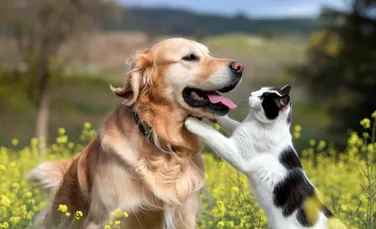 Animalele de companie sunt din ce în ce mai expuse la cocaină, arată un nou studiu