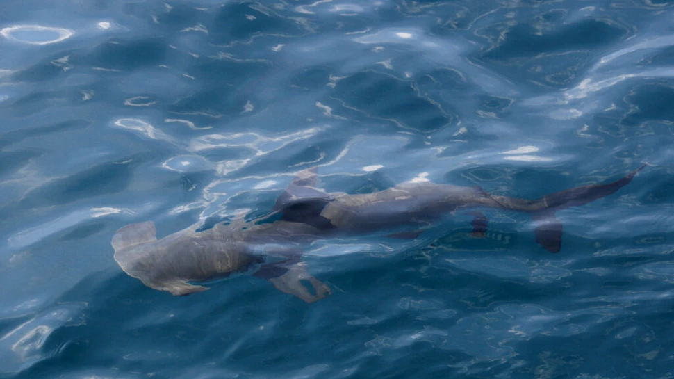 Un rechin rar, nemaivăzut de peste 20 de ani, a fost observat în Insulele Galapagos