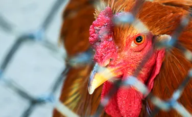 Primul caz de gripă aviară la om transmisă de la vaci