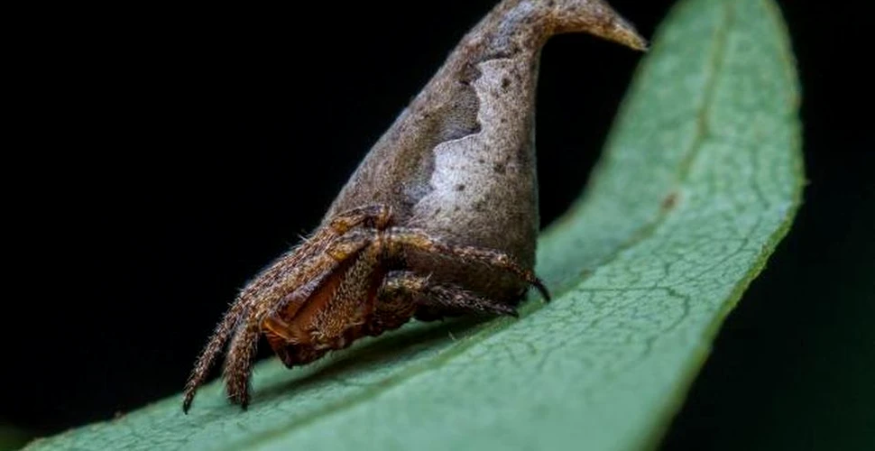 O nouă specie de păianjen descoperită în India, denumită după un personaj din filmul „Harry Potter”