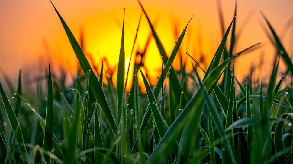 O nouă analiză a identificat 13.000 de gene găsite în toate ierburile