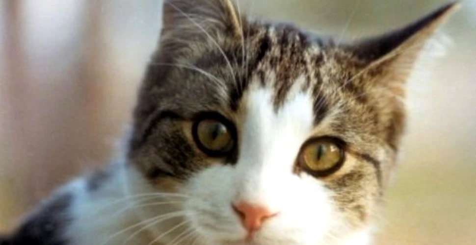 O pisica incearca sa isi resusciteze prietena lovita de masina (VIDEO)