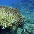 Criza climatică a triplat durata valurilor de căldură din oceane