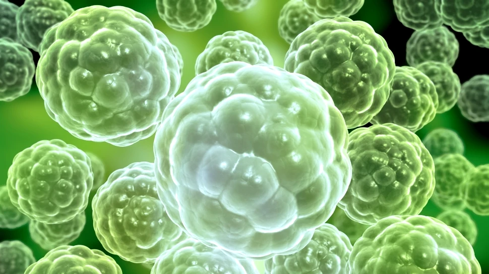 Celule canceroase, transformate în celule ale sistemului imunitar