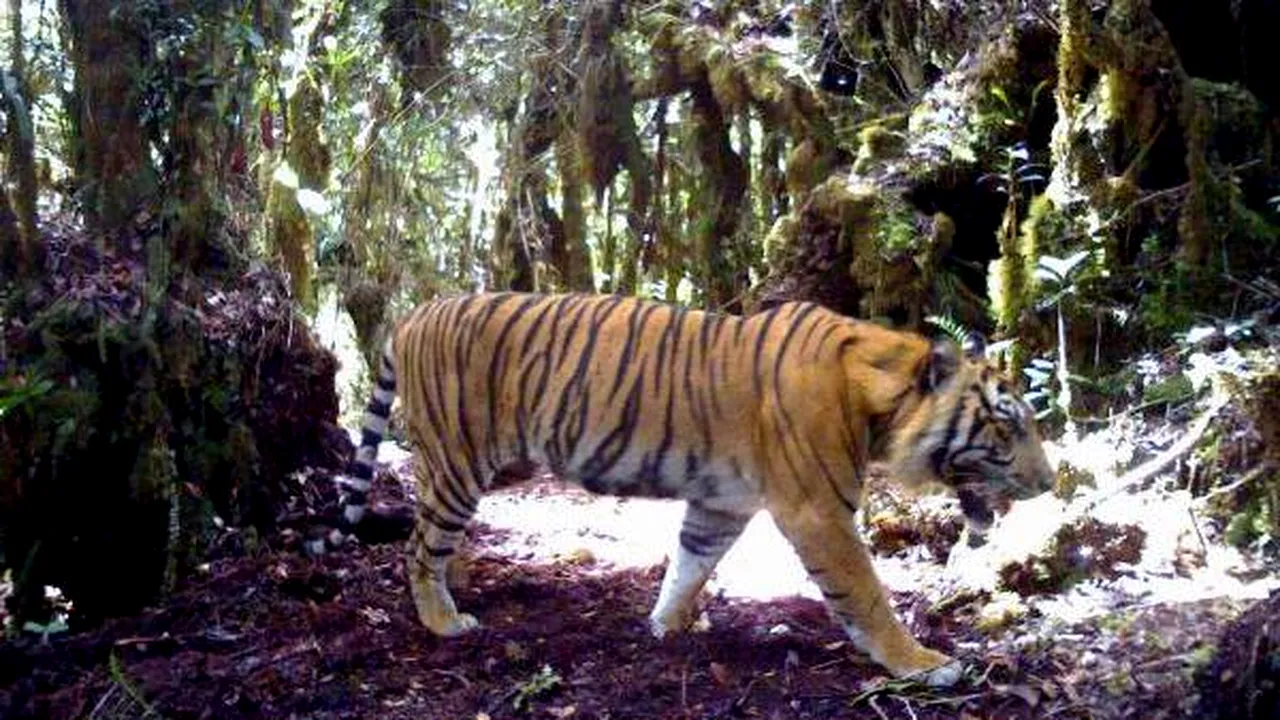 1-sumatran-tiger 