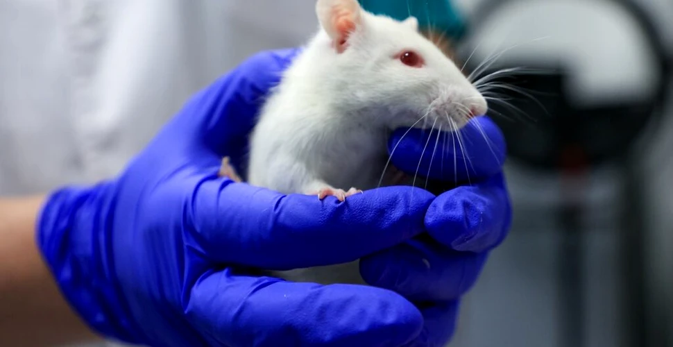 Cum a fost eliminată durerea cronică la șoareci și primate cu ajutorul terapiei genelor? Iată noile descoperiri în domeniu