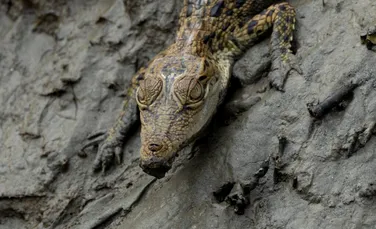 Test de cultură generală. Care este animalul cu cea mai puternică mușcătură?