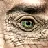 Oamenii-reptilieni, teoria conspirației sau cel mai bine păstrat secret de pe Pământ?