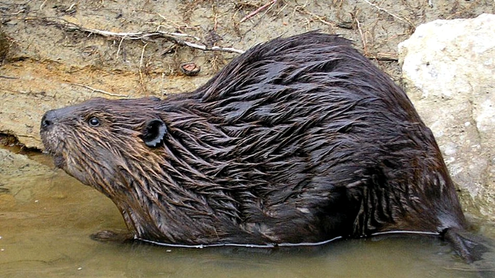Grijă de tată: castorul văduv va lăsa un baraj drept moştenire urmaşilor săi (VIDEO)
