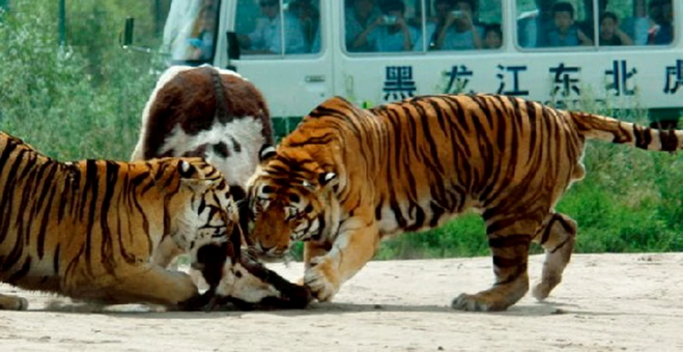 Socant! Distractie sadica la o gradina zoologica din China (VIDEO)