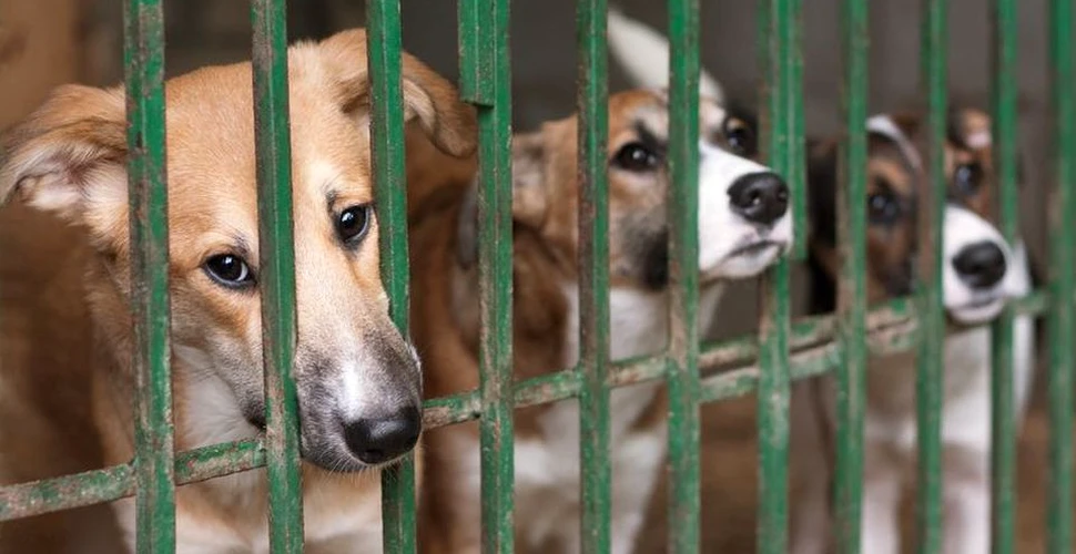 Carnea de câine, INTERZISĂ în cadrul festivalului controversat din Yulin. Anual, în China, sunt ucise pentru consum 4 milioane de pisici şi 10 milioane de câini