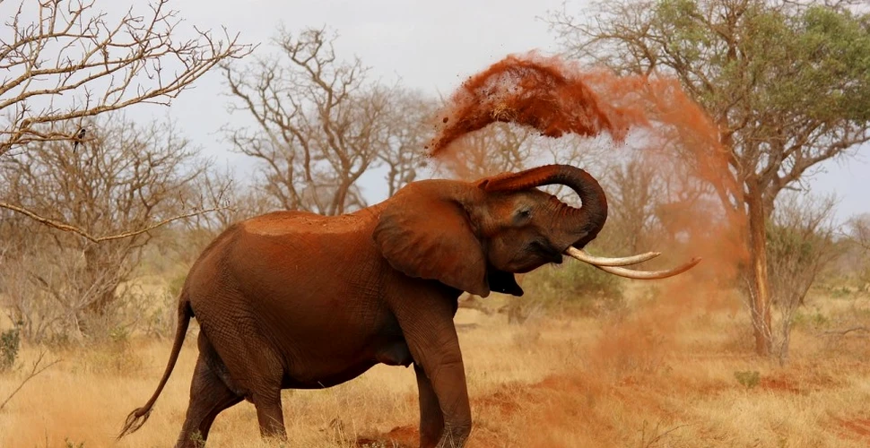 Tot ce trebuie să ştii despre elefanţi, cele mai mari animale de uscat