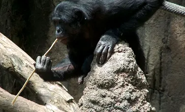 Comportamentul deosebit descoperit la cimpanzei. Utilizează ,,unelte” pentru colectarea apei