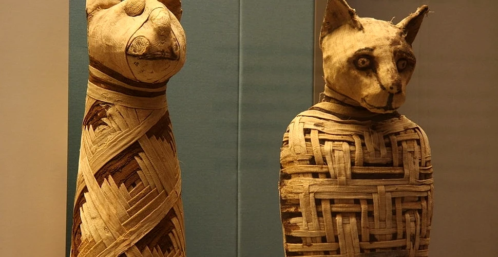 Egiptenii creşteau pisici pentru a le oferi drept jertfă zeilor