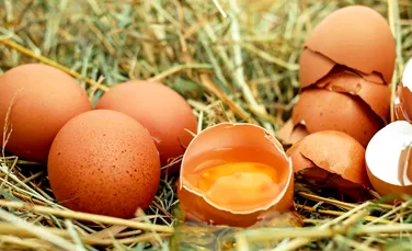 Ouă cu medicamente împotriva cancerului au fost produse de găini modificate genetic
