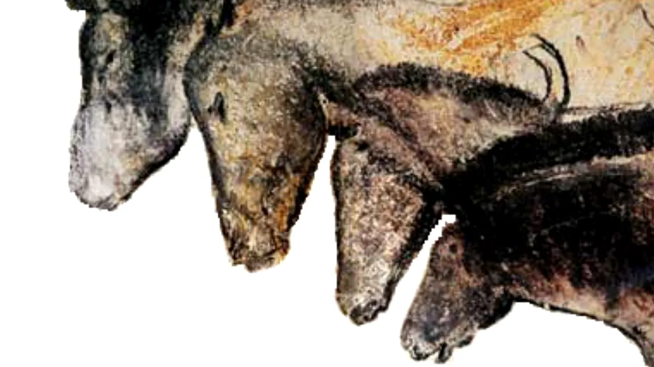 1-chauvet 