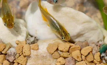O specie remarcabilă de pește respiră prin coadă și poate trăi până la 15 ore pe uscat