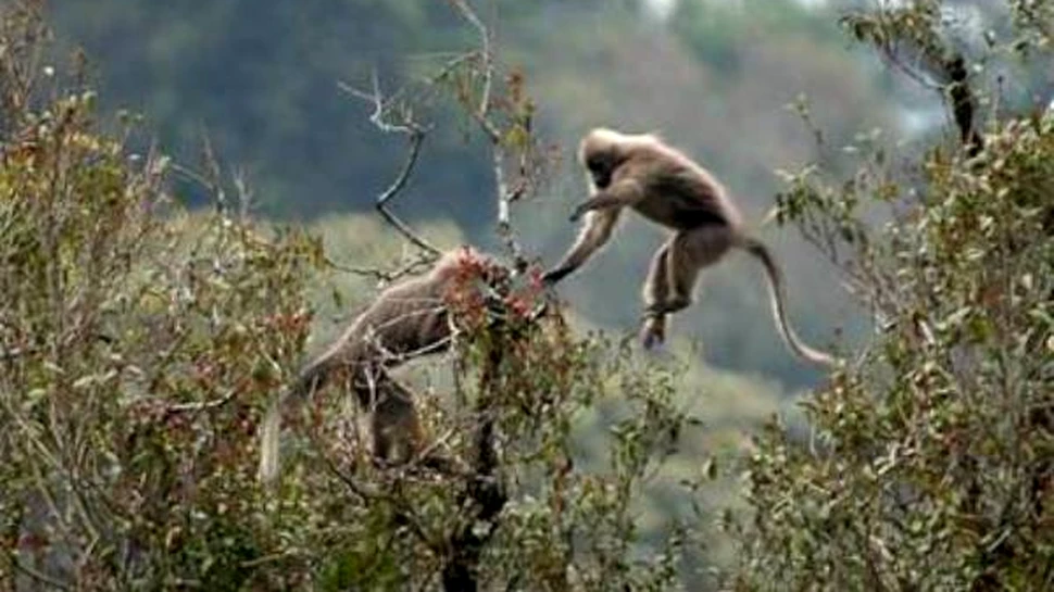 Maimutele tanzaniene, pe cale de extinctie
