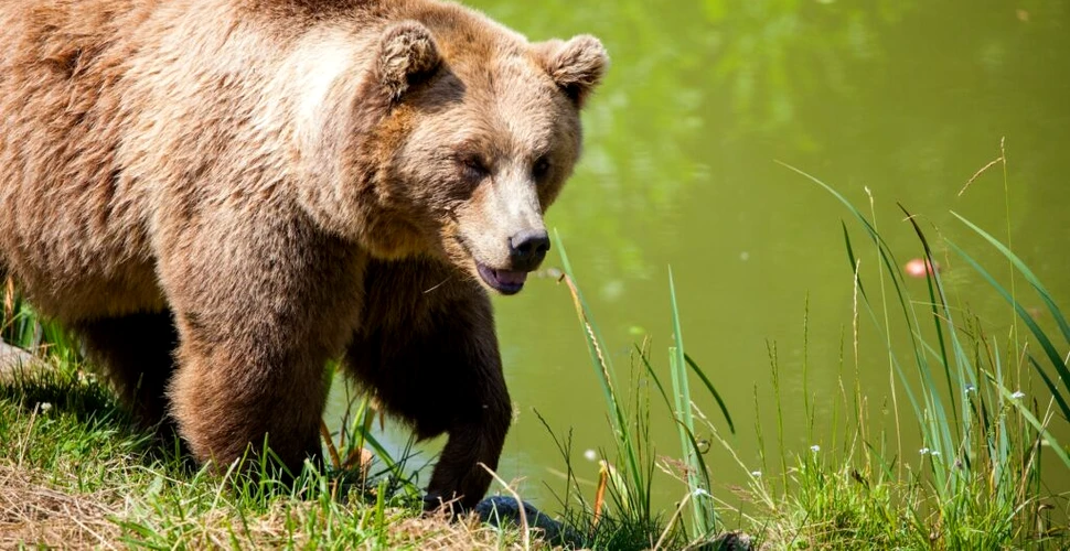 Tot mai multe dovezi indică faptul că urșii nu sunt carnivori