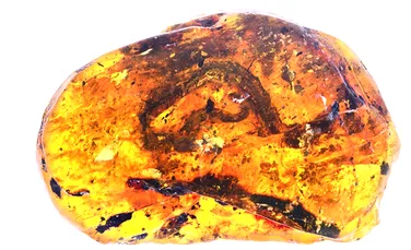O piatră de chihlimbar descoperită recent are prinsă cea mai veche fosilă de pui de şarpe cunoscută