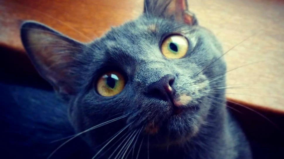 Adevărul despre animalul de companie care naşte cele mai multe controverse. Care este adevărata faţă a pisicilor