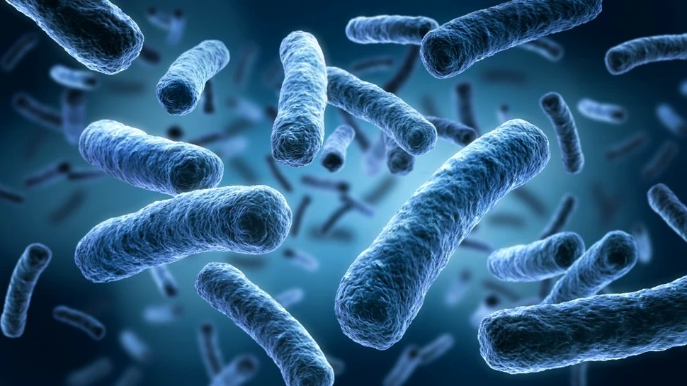 Cea mai mare bacterie descoperită vreodată i-a uimit pe cercetători cu complexitatea sa