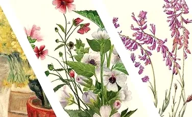 Flora sălbatică a Transilvaniei, proiectul susţinut de Prinţul Charles, în premieră la MNAR