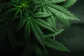 Consumul de canabis, asociat cu apariția cancerului din sfera ORL