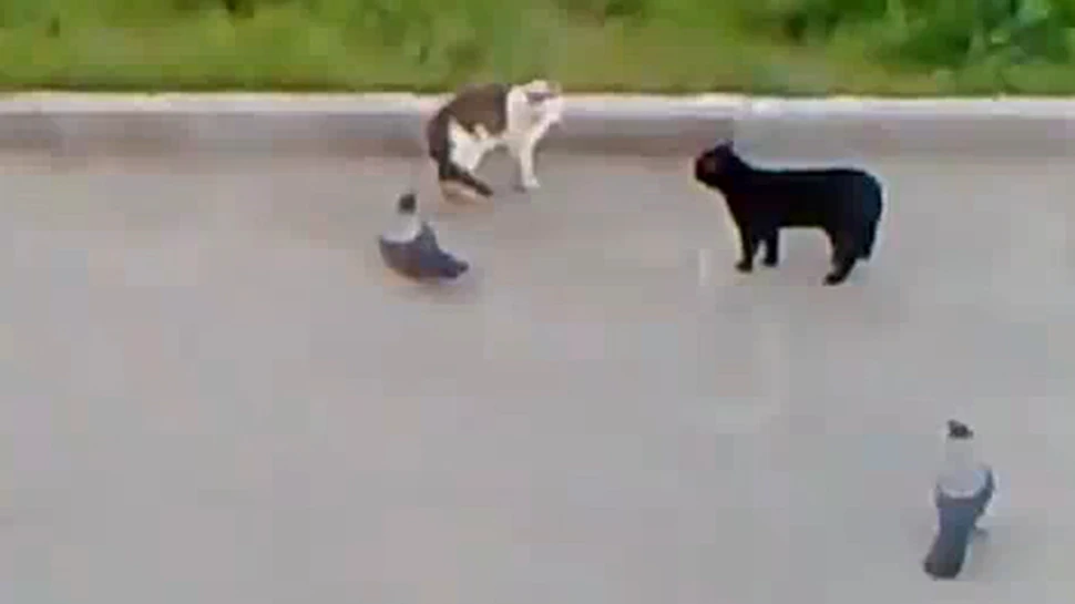 Lupta spectaculoasa: ciori vs pisica vs pisica (VIDEO)