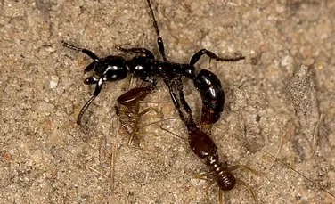 Modul UIMITOR prin care furnicile îşi ajută membri din muşuroi atunci când aceştia sunt răniţi în luptele cu alte insecte