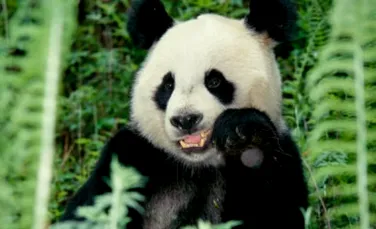 Padurile stravechi – cheia supravietuirii ursilor panda