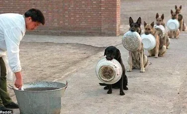 FOTO VIRAL. Aceşti câini poliţişti din China îşi aşteaptă cuminţi rândul la masă