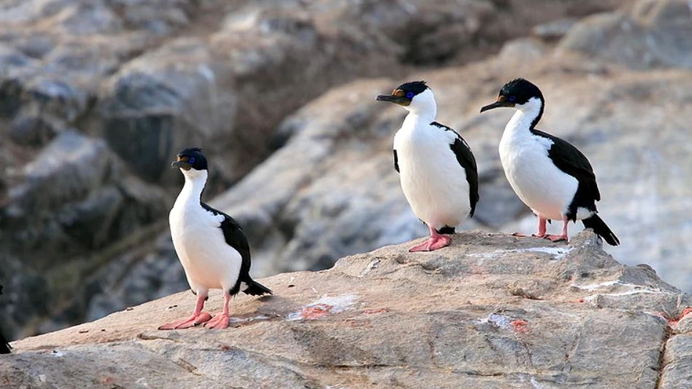 Plonjon spectaculos surprins în film: o „super-pasăre” îi uimeşte pe cercetători (VIDEO)