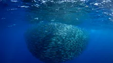 Fenomen ciudat în Africa de Sud: mii de sardine moarte au fost găsite pe plaje