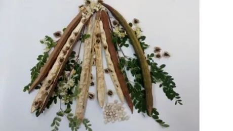 O plantă comună din Brazilia are potențialul de a elimina microplasticele din apă