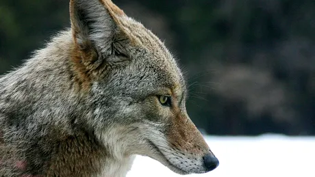 Coioții iubesc o singură dată: ce au descoperit oamenii de știință despre monogamie și doliu în lumea animală