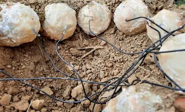 Cercetătorii au descoperit că dinozaurii nu cloceau ouăle la fel ca păsările din zilele noastre